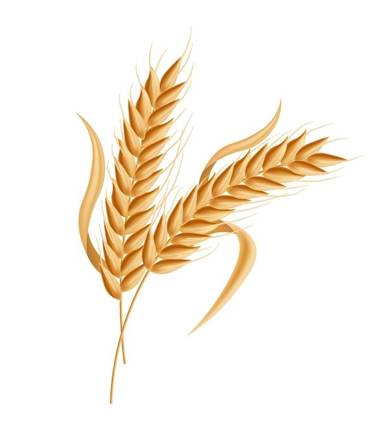 麦穗小麦谷物元素