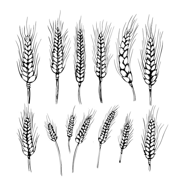 麦穗小麦谷物元素