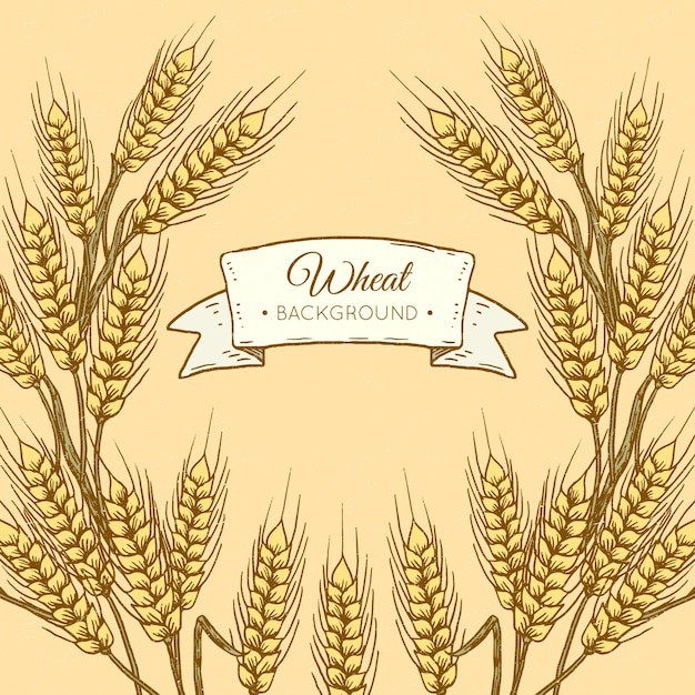 麦穗小麦谷物元素