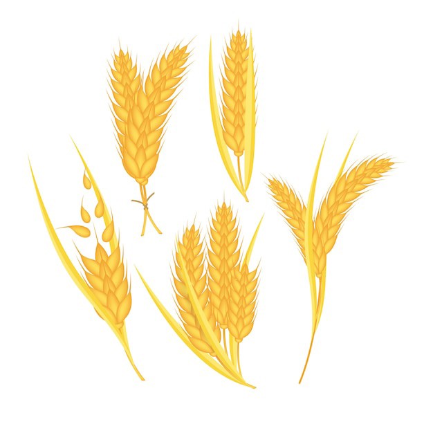 麦穗小麦谷物元素