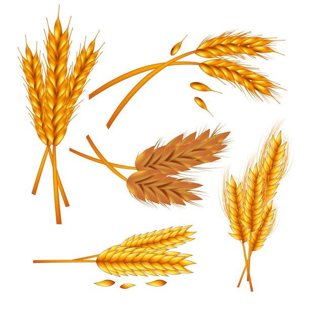 麦穗小麦谷物元素