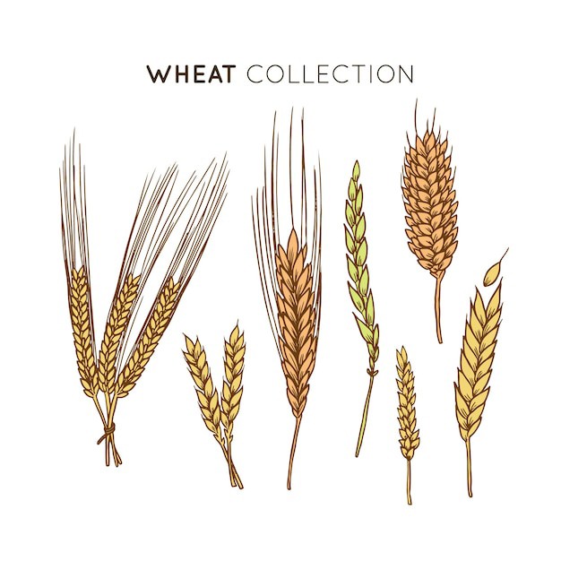 麦穗小麦谷物元素