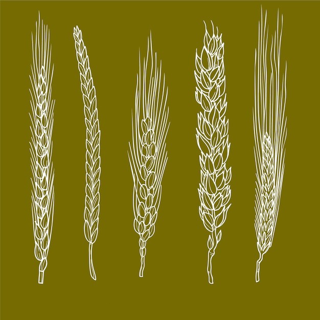 麦穗小麦谷物元素