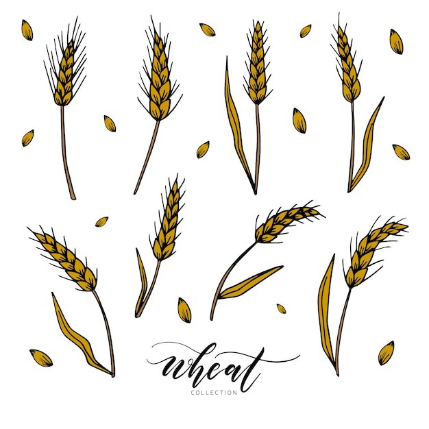 麦穗小麦谷物元素