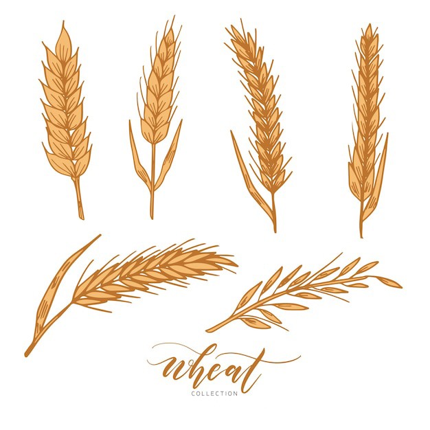 麦穗小麦谷物元素