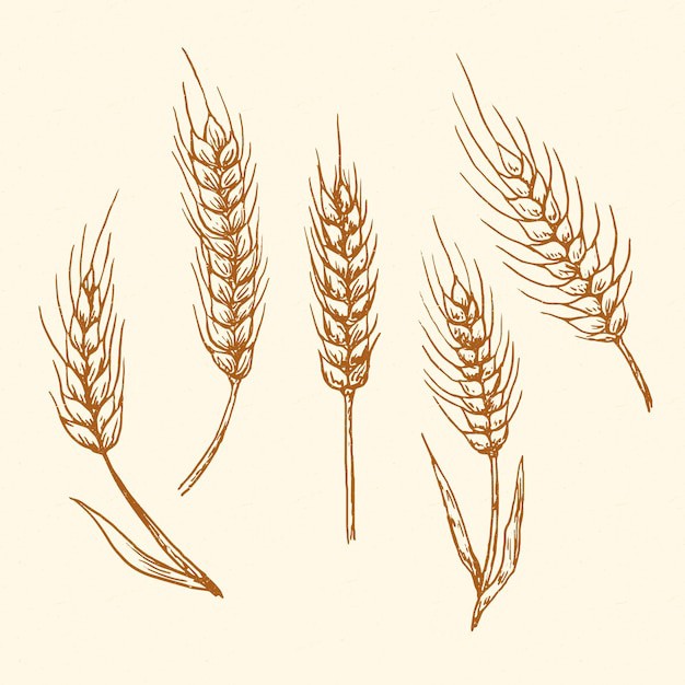 麦穗小麦谷物元素