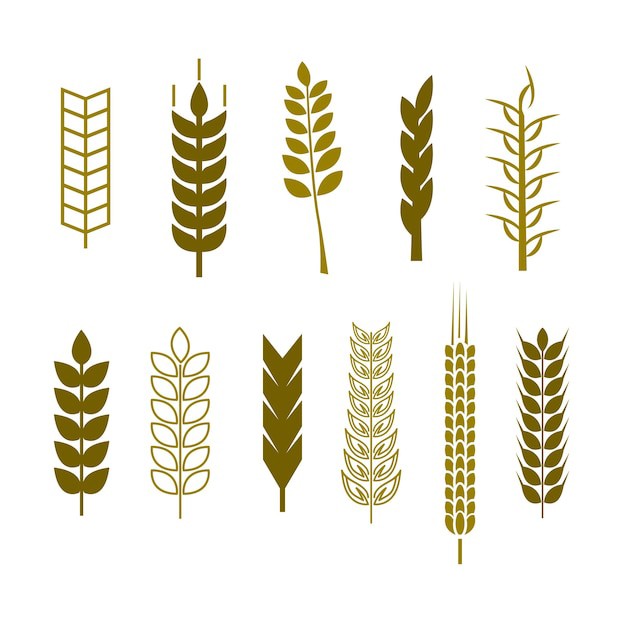 麦穗小麦谷物元素