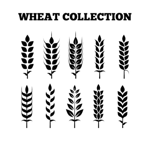 麦穗小麦谷物元素