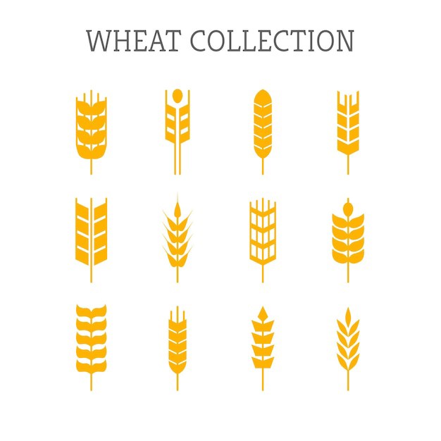 麦穗小麦谷物元素