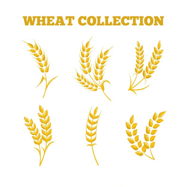 麦穗小麦谷物元素