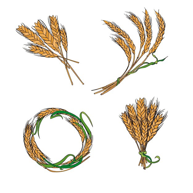 麦穗小麦谷物元素