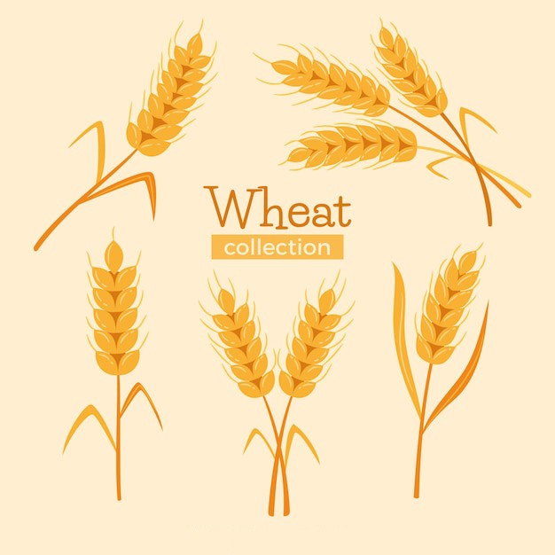 麦穗小麦谷物元素