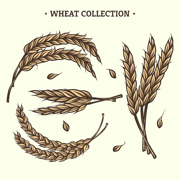 麦穗小麦谷物元素