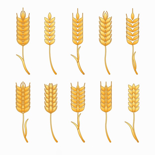 麦穗小麦谷物元素