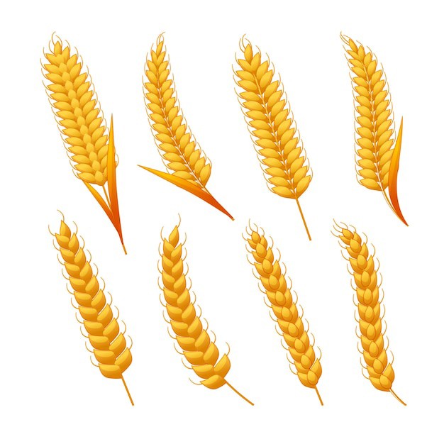 麦穗小麦谷物元素