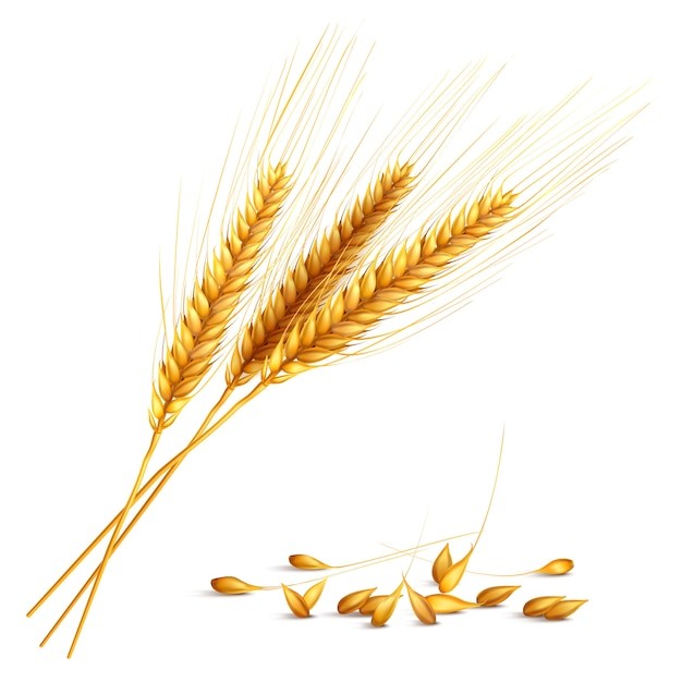 麦穗小麦谷物元素