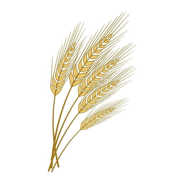 麦穗小麦谷物元素