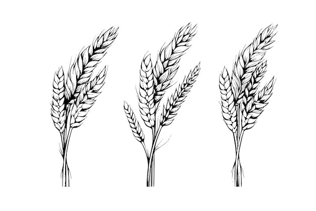 麦穗小麦谷物元素