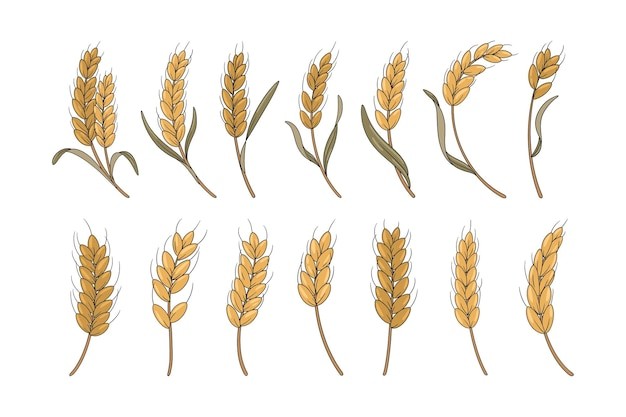 麦穗小麦谷物元素