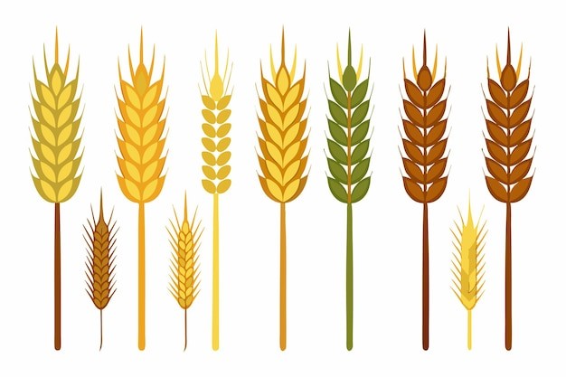 麦穗小麦谷物元素