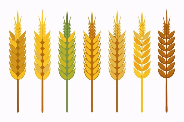 麦穗小麦谷物元素