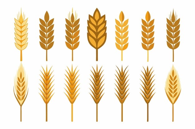 麦穗小麦谷物元素