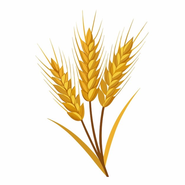 麦穗小麦谷物元素