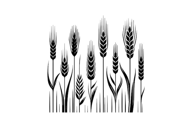 麦穗小麦谷物元素