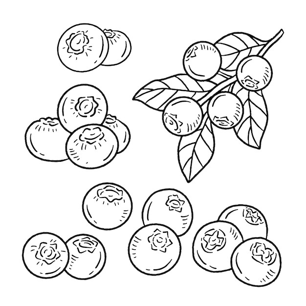 手绘蓝莓线稿插画