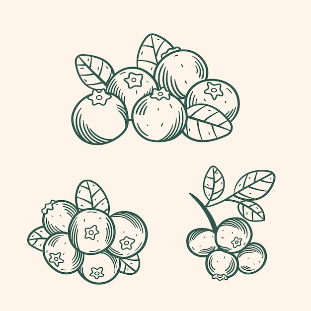 手绘蓝莓线稿插画