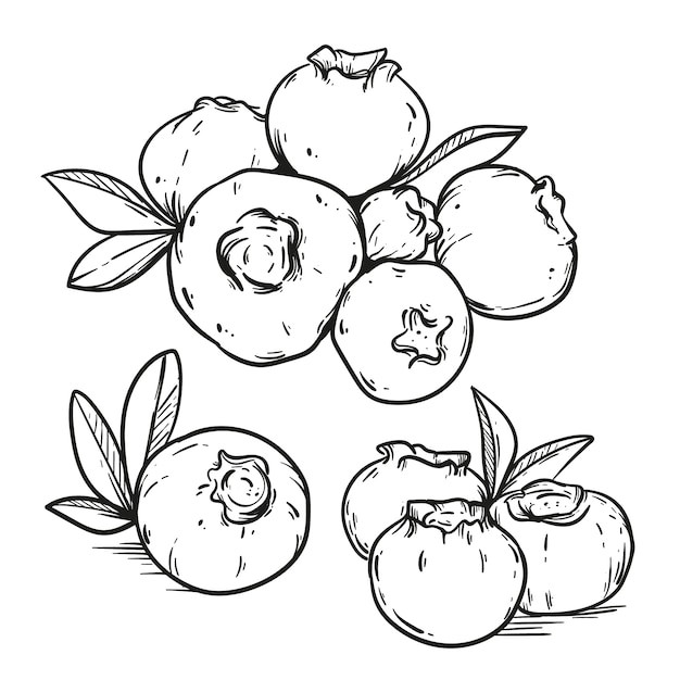 手绘蓝莓线稿插画