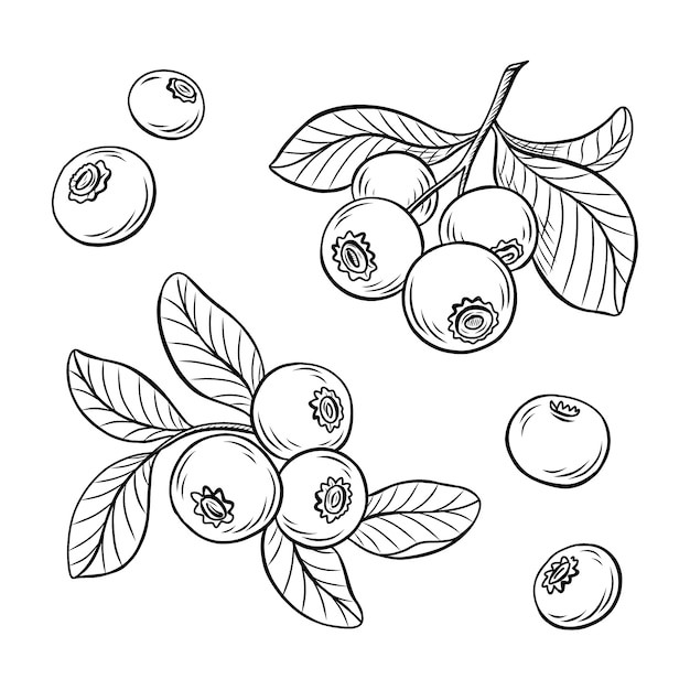 手绘蓝莓线稿插画