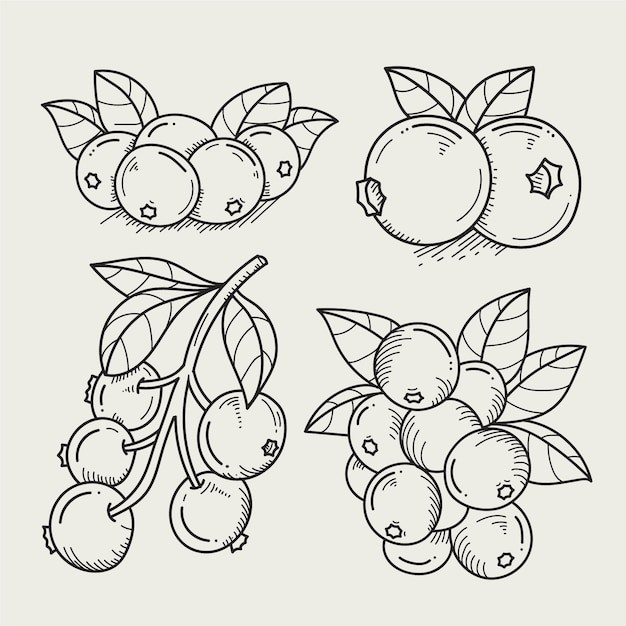 手绘蓝莓线稿插画
