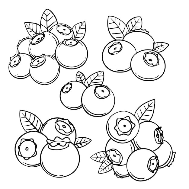 手绘蓝莓线稿插画