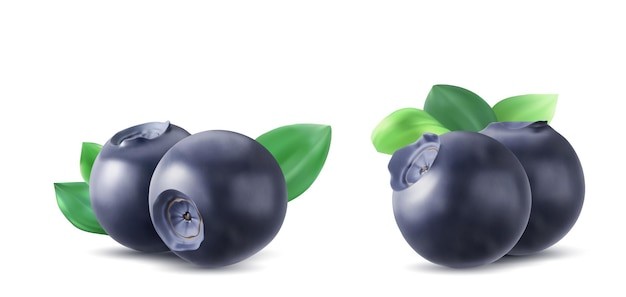 写实蓝莓插画