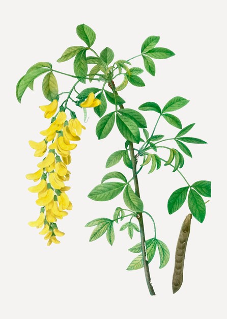 洋槐花植物插画