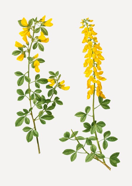 洋槐花植物插画